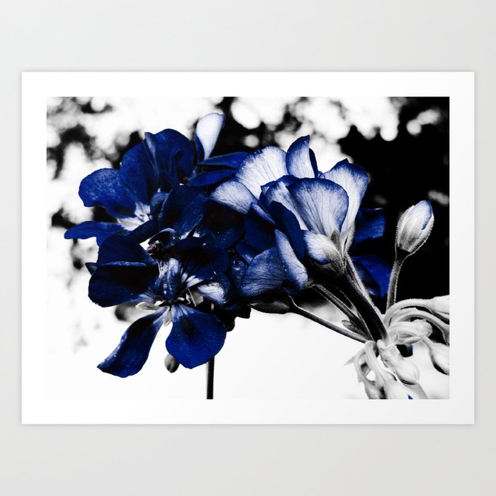 In Bloom Flowers : Navy Blue Pop of Color Art Print