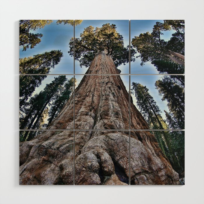 Redwood big II portrait size; redwoods of California; John Muir woods giant trees nature landscape color photograph / photography Wood Wall Art