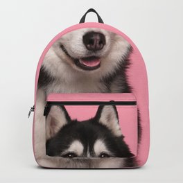 Portrait Siberian Husky Glancing Away On  Backpack