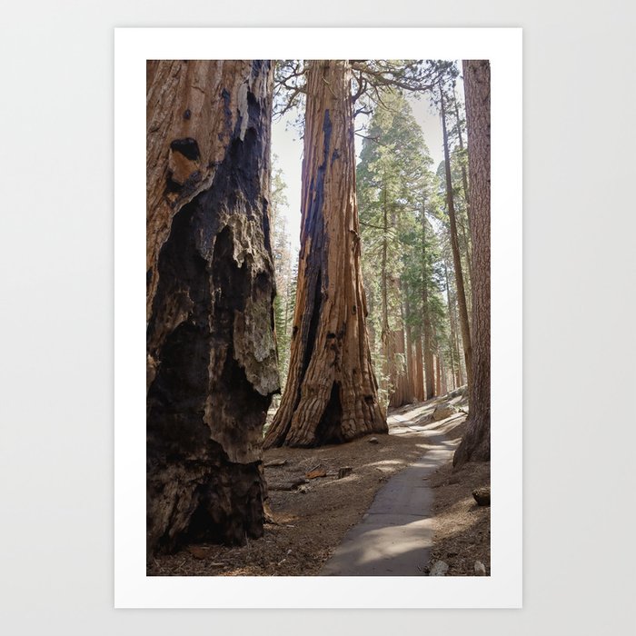 Sequoia Giant Forest  Art Print