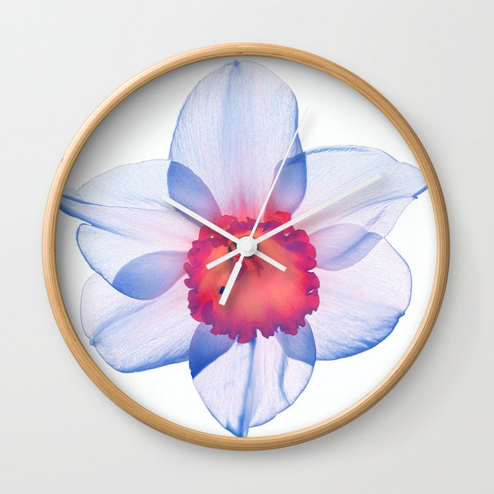 narcissus poeticus (feeling blue) Wall Clock