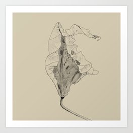 Leaf Curl - Nature's Lines Art Print