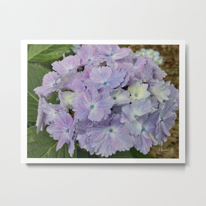 Hydrangeas Lilac and blue Metal Print