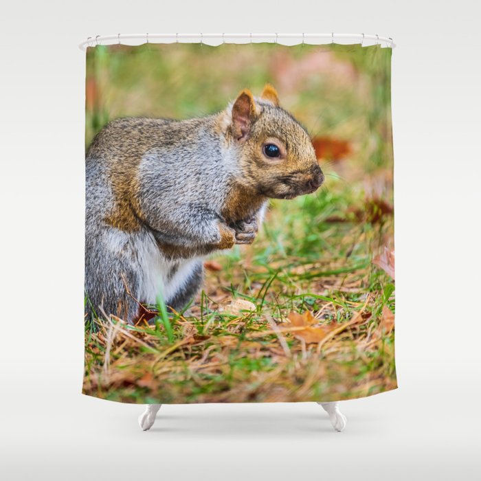 Cute Autumn Squirrel, Prepares for Winter Photograph Shower Curtain