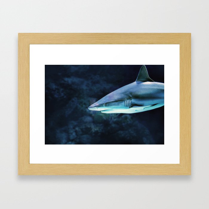 Gray Shark Head (Color) Framed Art Print