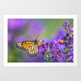 Monarch butterfly on aster purple flowers Art Print