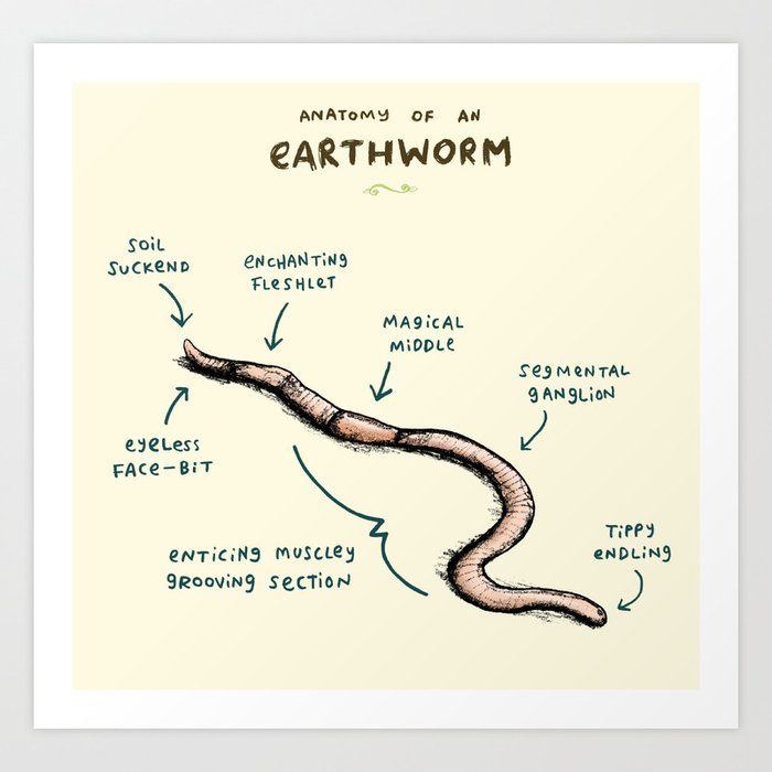 Anatomy of an Earthworm Art Print