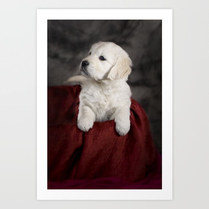 Labrador puppy Art Print