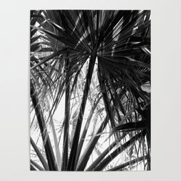 Palm Tree Tropical Leaves Silhouette Poster | Photo, Trendingart, Nature, Palm, Tree, Black And White, Vacation, Tropicalleaves, Palmfronds, Hawaii 