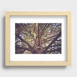 Pine Tree Branches from Below Recessed Framed Print