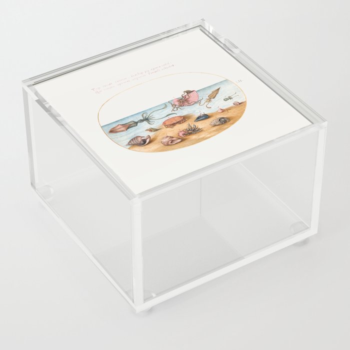 Vintage sea: Argonaut, Squid, Hermit Crabs, Shells and Crab Acrylic Box