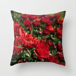 Beautiful red chrysanthemums covered in morning dew  Throw Pillow | Garden, Blossom, Nature, Red, Beautiful, Photo, Bright, Spring, Color, Colorful 