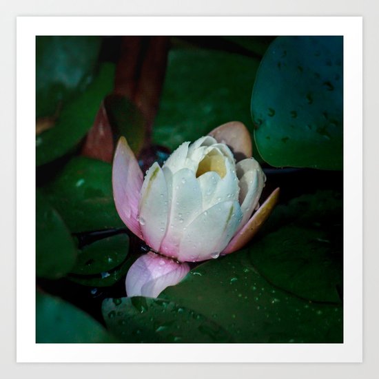 Water lily Art Print