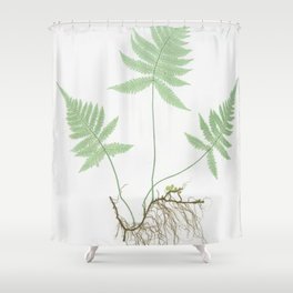 Botanical Beech Fern Shower Curtain