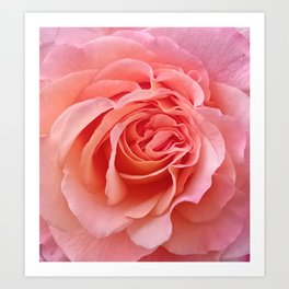 Aesthetic pink rose  Art Print