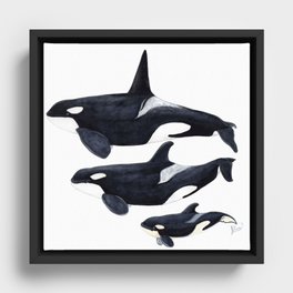 Orca (Orcinus orca) Framed Canvas