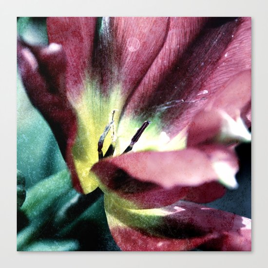 Tulip sensation Canvas Print