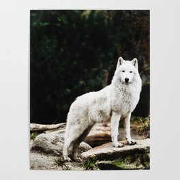 Arctic White Wolf Poster
