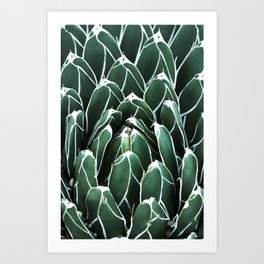 Enclosed Art Print | Photo, Travel, Summer, Botanitcal, Green, Cacti, Cactus, Plants, Plant, Leaves 