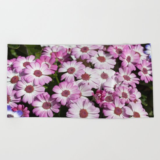Cineraria Pink Beach Towel