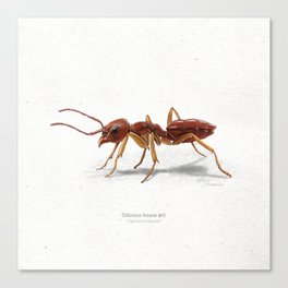 Odorous house ant scientific illustration art print Canvas Print
