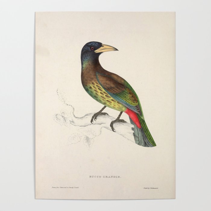 Great barbet by Elizabeth Gould from "A Century of Birds from the Himalaya Mountains," 1831 Poster