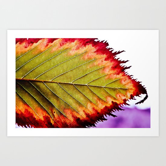 Fall Splendor Art Print