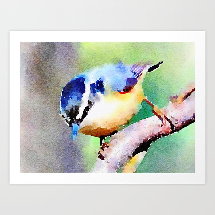 Nuthatch watercolor Art Print