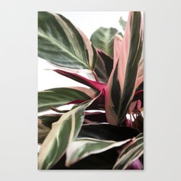 Stromanthe III  |  The Houseplant Collection Canvas Print