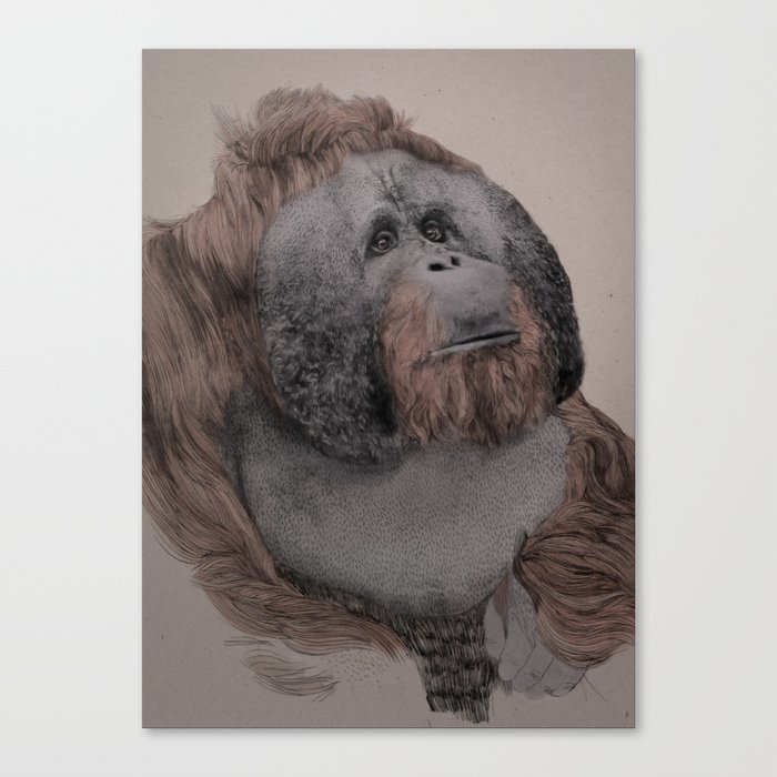Orangutan! Canvas Print