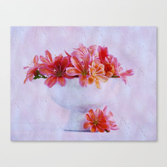 Lewisia Canvas Print