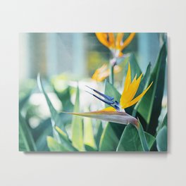 Bird of Paradise Photography, Green Orange Aqua Blue, Tropical Flower Nature Botanical Metal Print