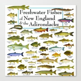 Illustrated New England and  Adirondacks Game Fish Identification Chart Canvas Print