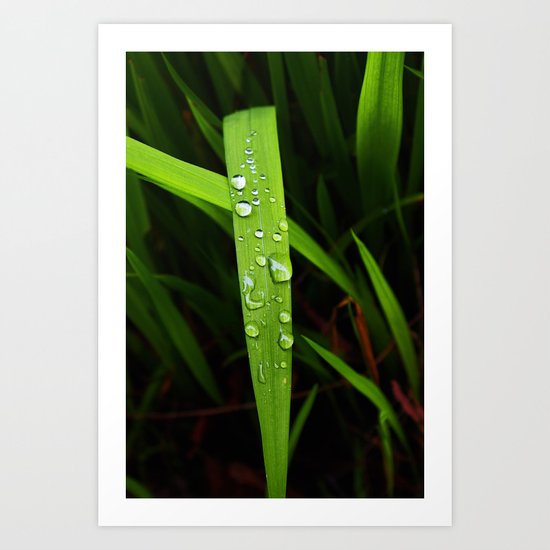 raindrops on grassblade Art Print
