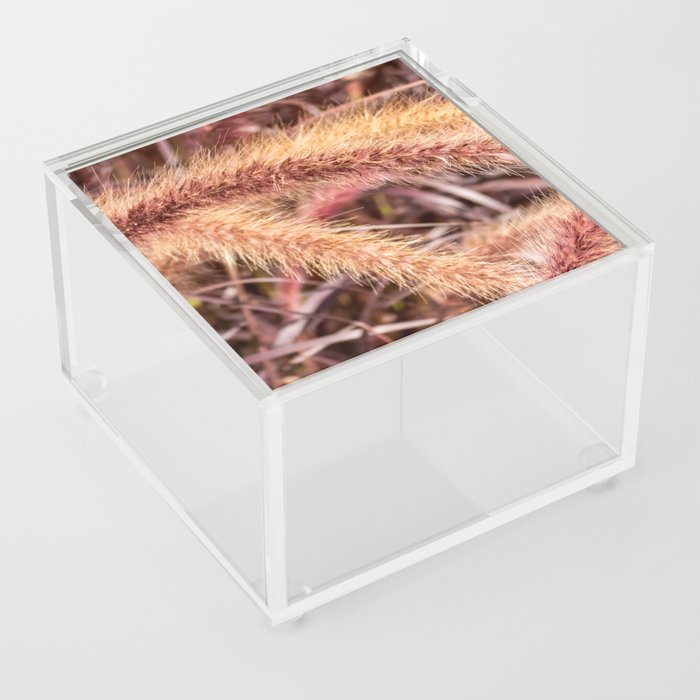 Golden fountain grass  Acrylic Box