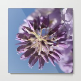 Wisteria Floribunda Purple And Lilac Flower Buds Metal Print
