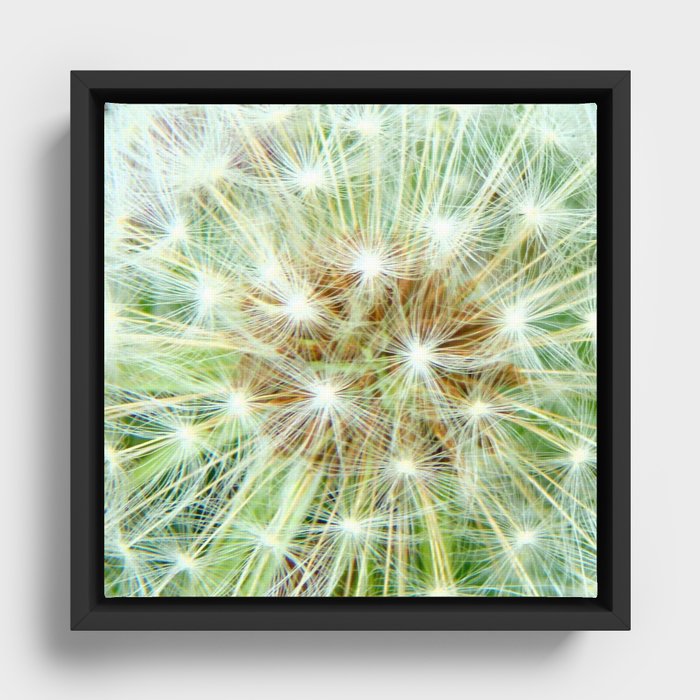 Dandelion Seed Heads Close Up Framed Canvas