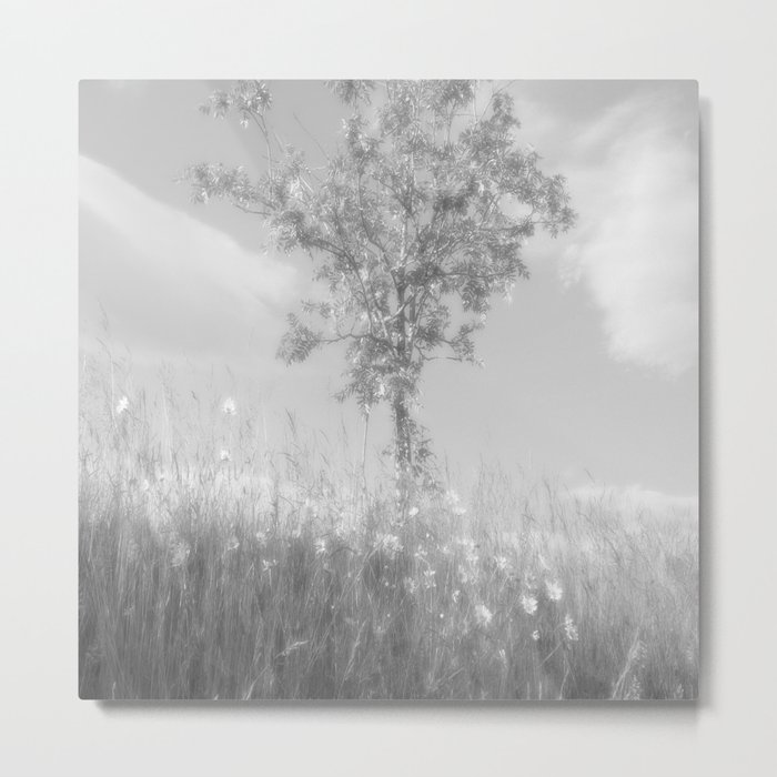 Summer Rowan Tree in Glossy Monochrome Metal Print