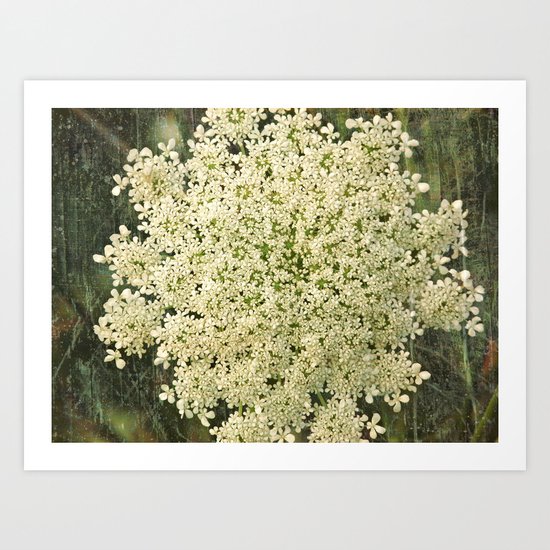 Botanical - Queen Anne's Lace, Bishops Lace Flower Art Print