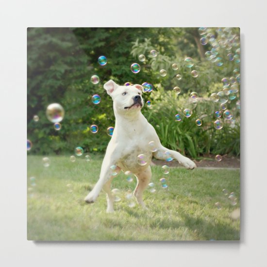 Pitbull and Bubbles Metal Print