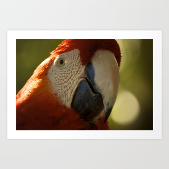 Macaw Art Print
