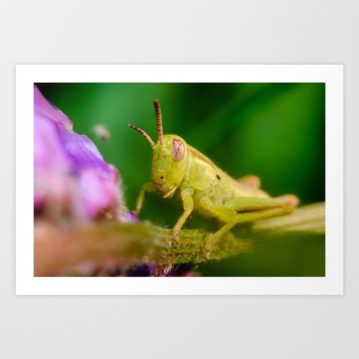 Golden Wanderer Grasshopper Macro Photograph Art Print