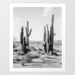 Black and White Saguaros Art Print
