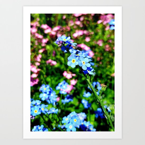 Pink And Blue Forget Me Nots Art Print