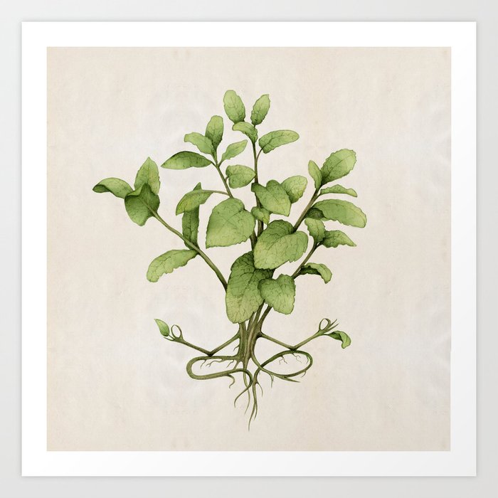 mint plant yoga Art Print