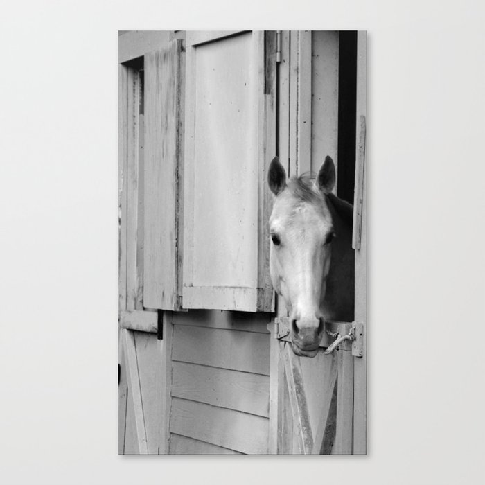 BW Horse Canvas Print