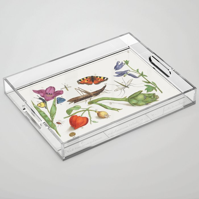 Natural History Ensemble no,17 Acrylic Tray