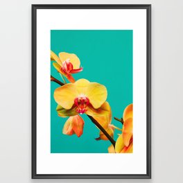 Dragon  Framed Art Print