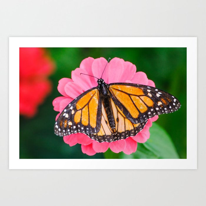 Monarch Butterfly's Wings Photograph Art Print