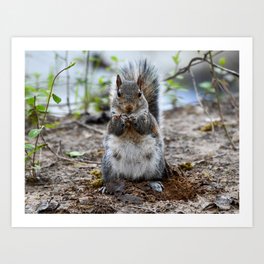 Sitting Squirrel Art Print